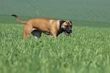 BULLMASTIFF 506